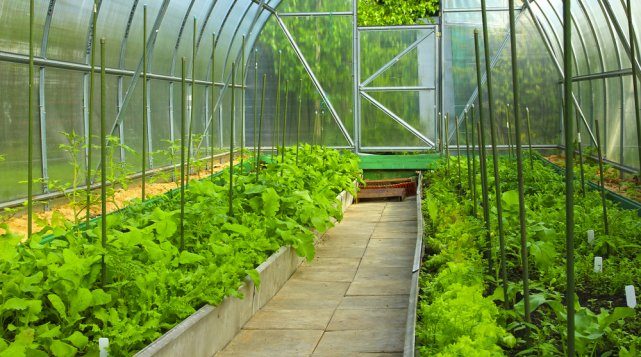 Идеи, как украсить огород и вырастить хороший урожай
