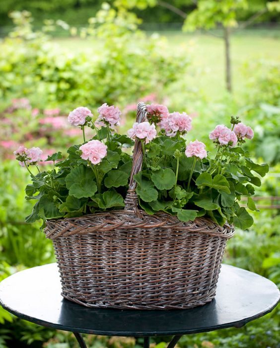 Замечательные идеи для посадки цветов в вашем дворе