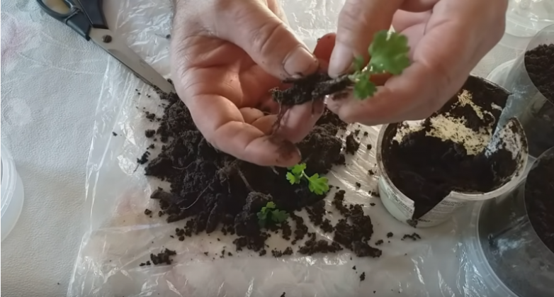 Как укоренить хризантему из букета