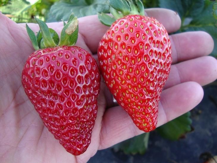 Самые сладкие и крупные ягоды клубники