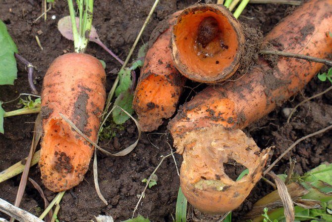 Как бороться с вредителями моркови без химии