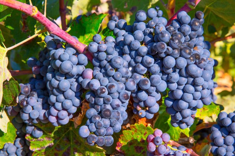 Уход за виноградом летом для обильного и сладкого урожая