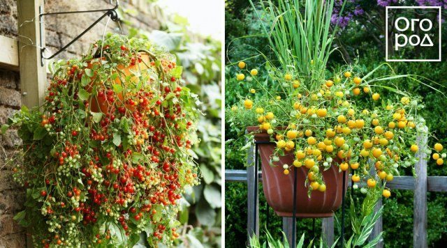Идеальные растения для выращивания в подвесных кашпо