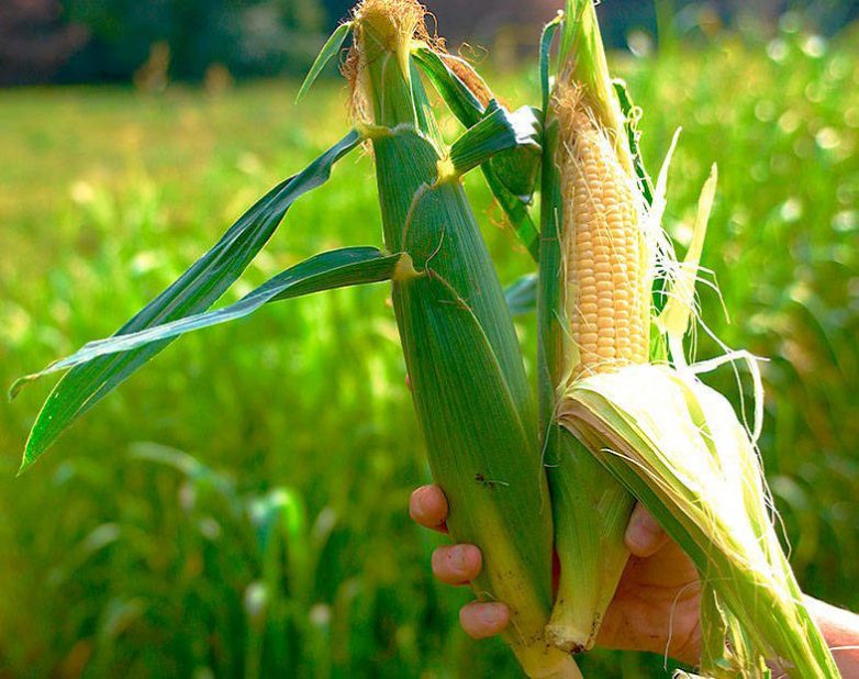 Почему на кукурузе нет початков