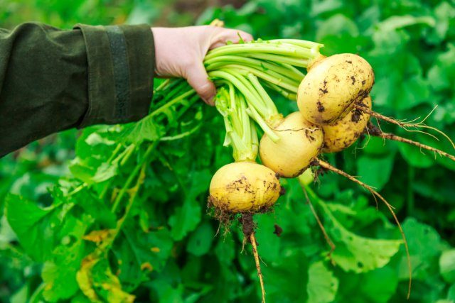 Список самых лёгких в выращивании овощей