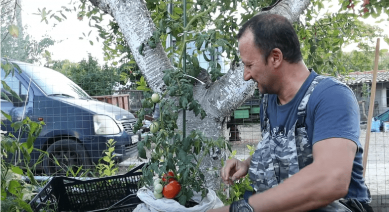 Как скрестить картофель и томат и получить двойной урожай на одном кусте