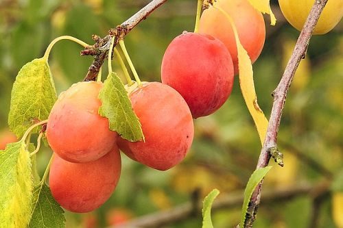 Плодовые деревья и кустарники, которые лучше сажать осенью