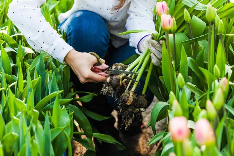 Как правильно посадить тюльпаны в грунт