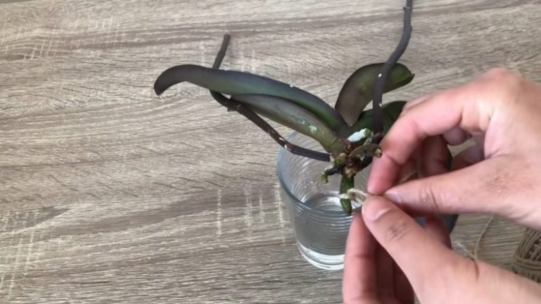 Спасение орхидеи с гниющими корнями