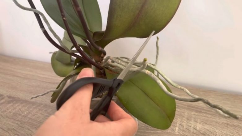 Что нужно знать о воздушных корнях орхидеи