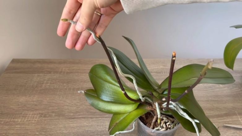 Что нужно знать о воздушных корнях орхидеи