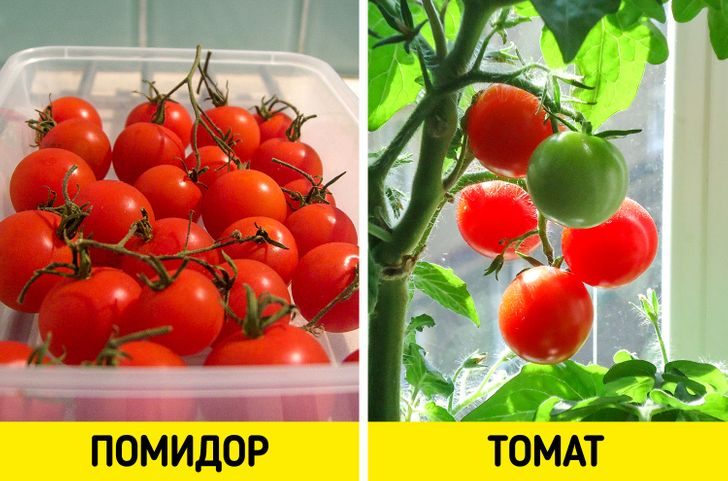 Как отличить помидоры. Томат и помидор разница. Отличие тоамтаа от помилора. Отличие томата от помидора. Томат от помидора разница.