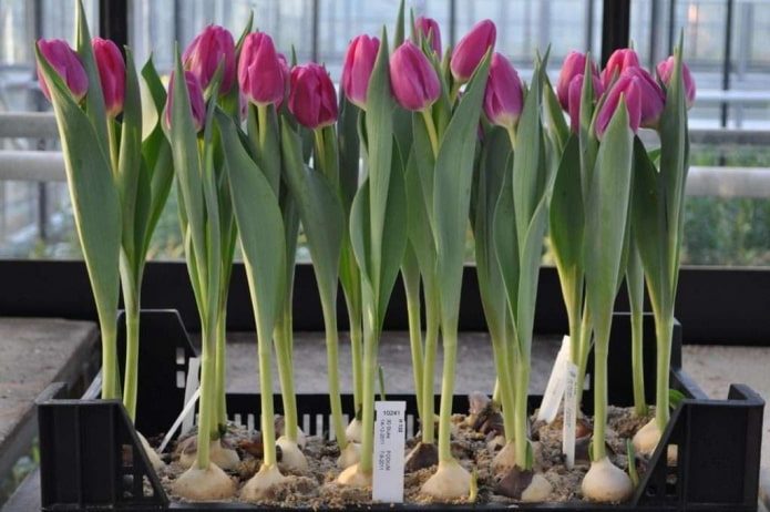 Как заставить цвести тюльпаны зимой