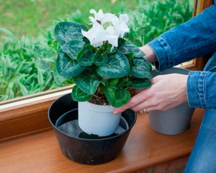Как правильно поливать комнатные растения во время отъезда