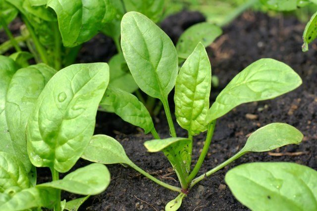 Список быстрорастущих растений для весеннего огорода