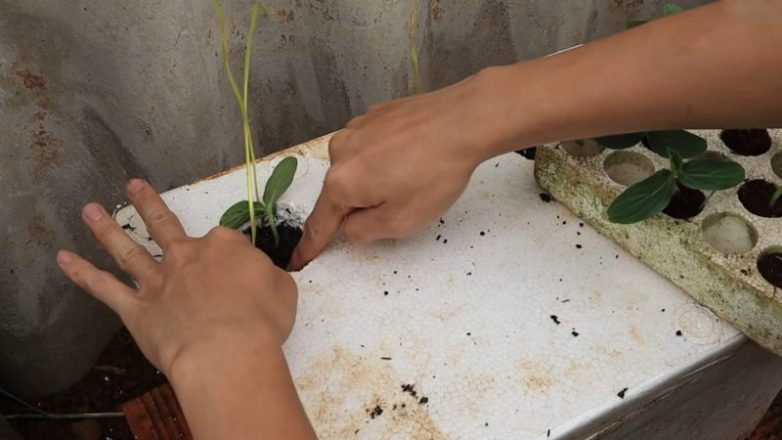 Выращивание огурцов в пенопласте