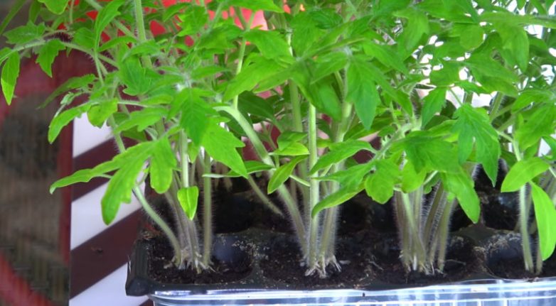 Букетный способ посева семян томата для богатого урожая