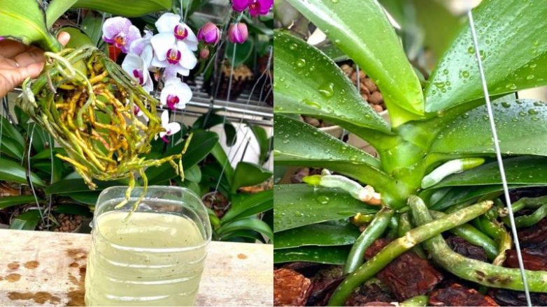 Капустный сок для укрепления орхидеи