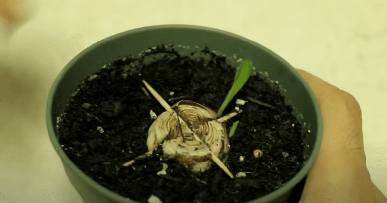 Как размножить гиацинт