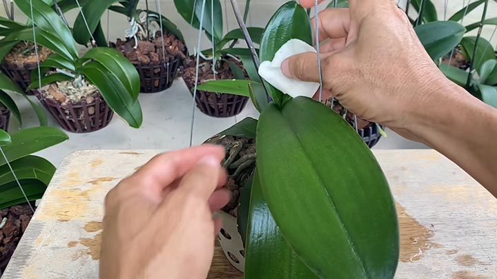Луковая вода для орхидеи