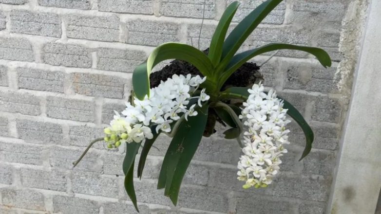 Прекрасное удобрение для орхидей вместо магазинной химии