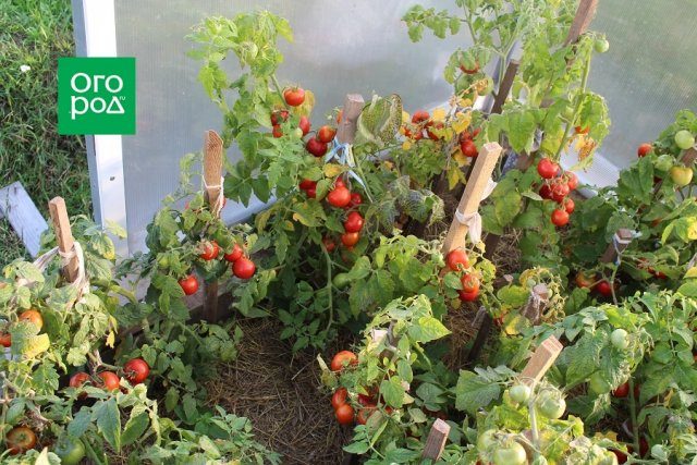 Как получить урожай томатов в июне