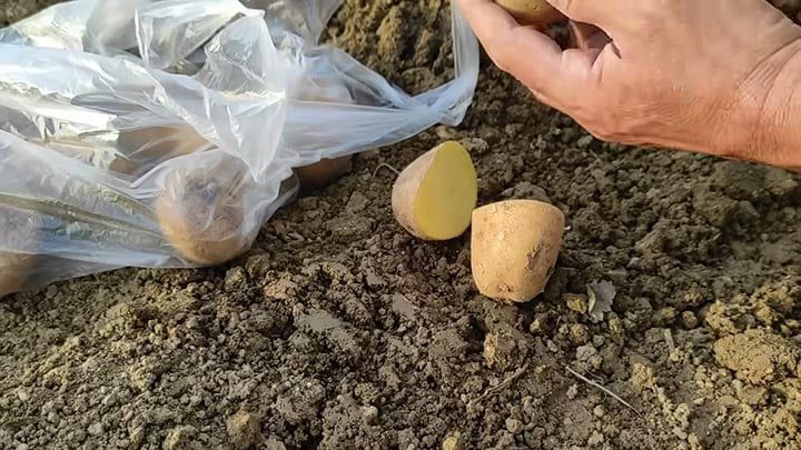Как легко вырастить картофель благодаря 5-литровым бутылкам