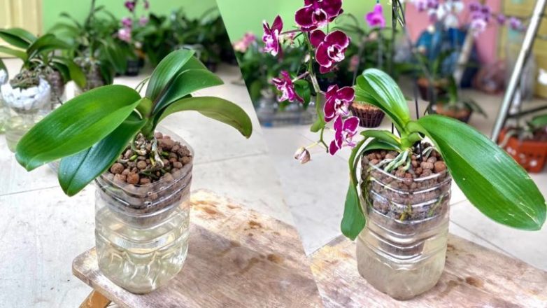Необычный способ выращивания орхидеи