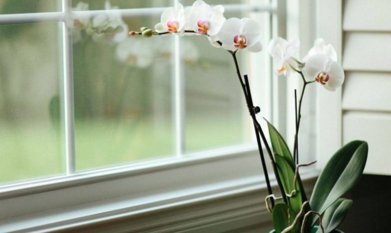 Выращивание орхидеи без грунта