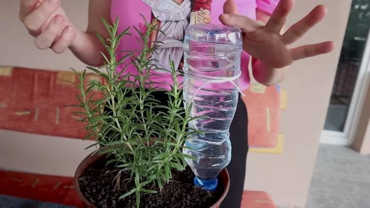 Полезные трюки для ваших комнатных растений