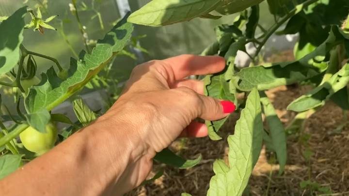 Причина скручивания листьев томатов, и что с этим делать