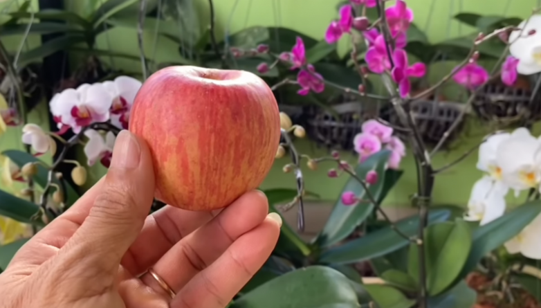 Применение яблочной кожуры для орхидеи