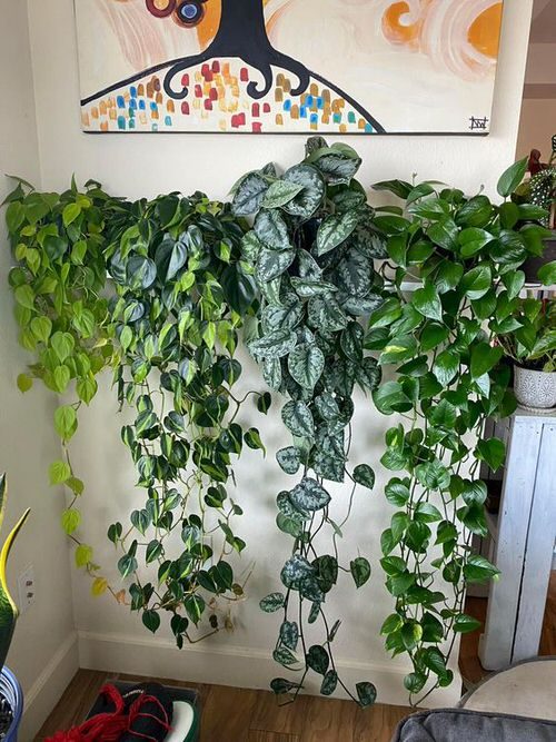 Стильный интерьер с помощью комнатных растений
