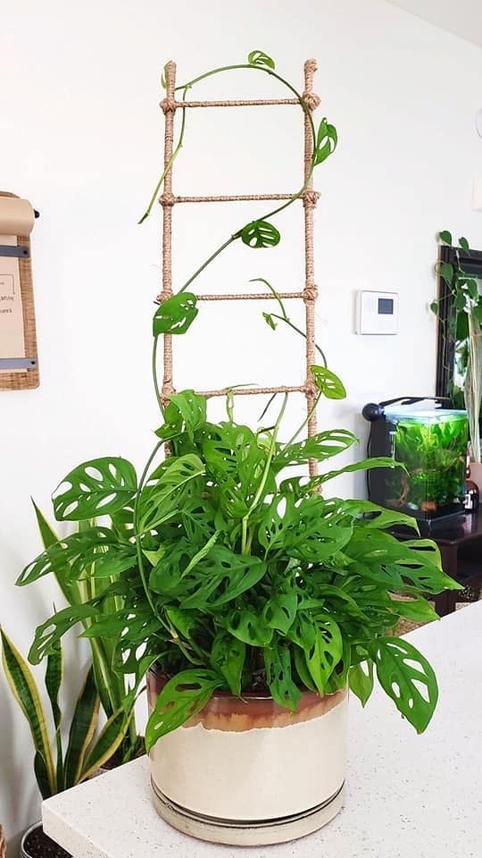 Стильный интерьер с помощью комнатных растений