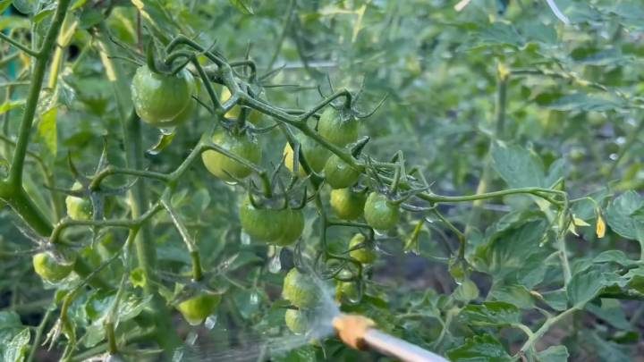 Средство для огурцов и томатов для большого урожая