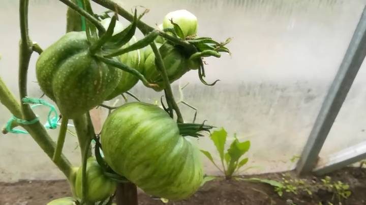 Как ускорить созревание томатов без потери вкуса и аромата