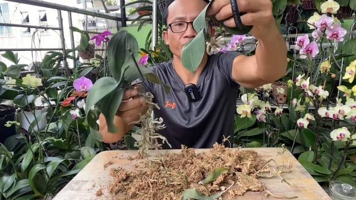 Как омолодить старую орхидею