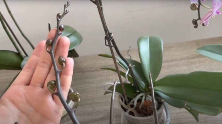 Простые советы для обильного цветения орхидеи