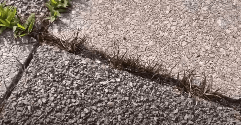 Как быстро избавиться от травы между плиткой