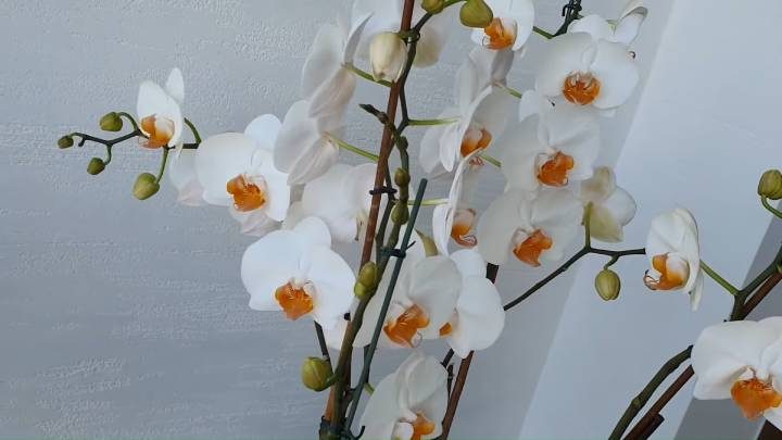 Правильная обрезка орхидеи для стимулирования цветения
