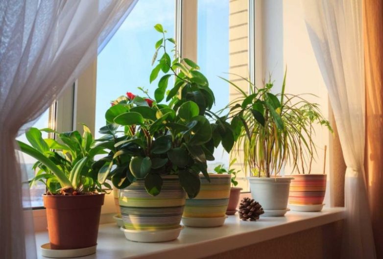 Эффективная подкормка для комнатных растений