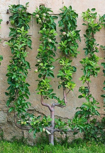 Уникальный метод выращивания фруктовых деревьев