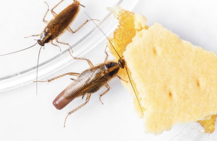 Как быстро избавиться от тараканов