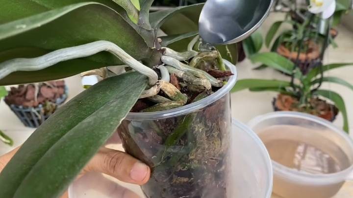 Как заставить орхидеи обильно цвести