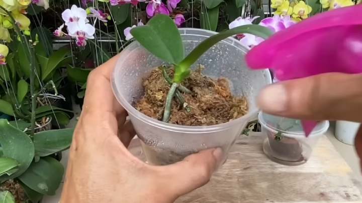 Как размножить орхидею цветоносами