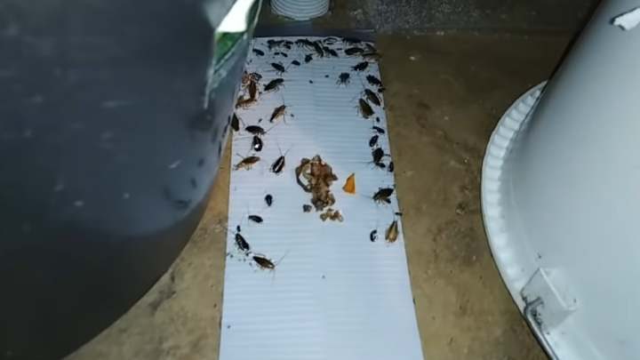 Как быстро поймать всех тараканов в доме