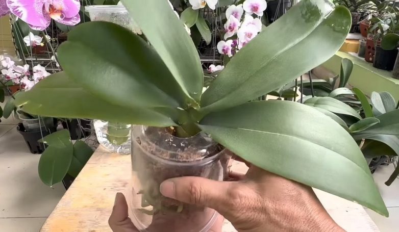 Как за месяц восстановить орхидею с увядшими листьями