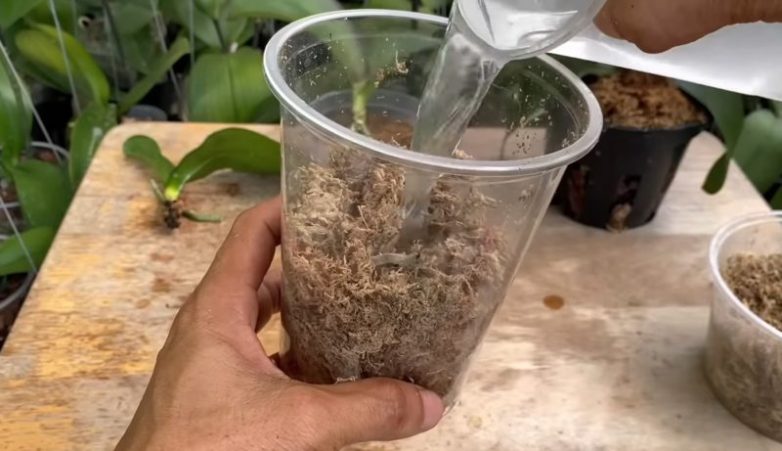 Как восстановить орхидею с помощью чечевицы
