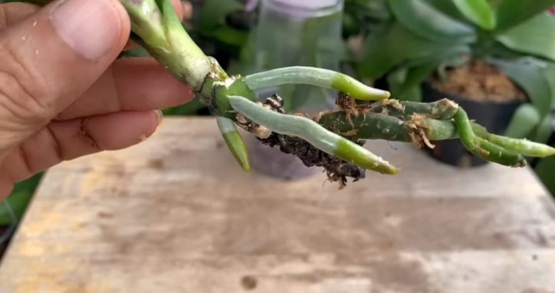 Как восстановить орхидею с помощью чечевицы