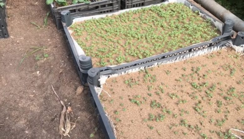 Как посеять капусту, чтобы рассада выросла крепкой